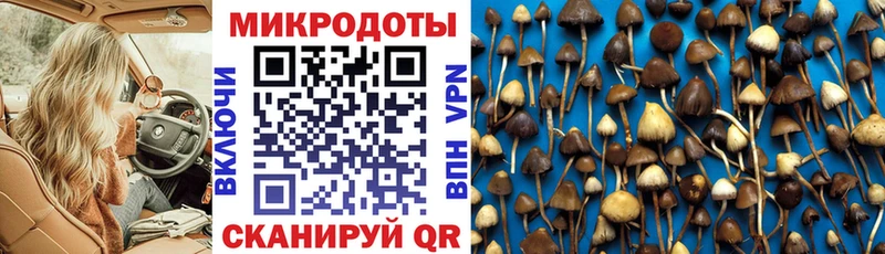 закладка Щучье Псилоцибиновые грибы ЛСД